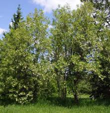 Attēlu rezultāti vaicājumam “Robinia”