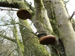 Attēlu rezultāti vaicājumam “Phellinus pomaceus”