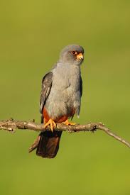 Image result for Falco vespertinus