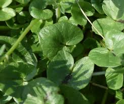 Attēlu rezultāti vaicājumam “Ficaria verna leaf”