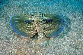 Image result for Dactylopterus volitans