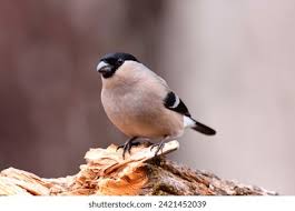 Attēlu rezultāti vaicājumam “Pyrrhula pyrrhula female”