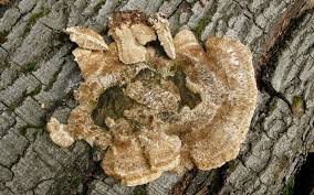 Attēlu rezultāti vaicājumam “Coriolopsis trogii”