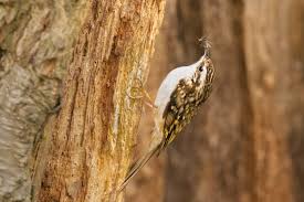 Attēlu rezultāti vaicājumam “Certhia familiaris”