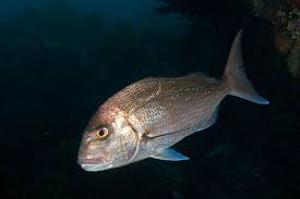 Image result for Pagrus auratus