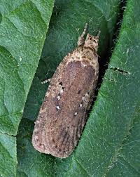 Attēlu rezultāti vaicājumam “Agonopterix ciliella”