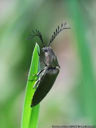 Attēlu rezultāti vaicājumam “Ctenicera pectinicornis”