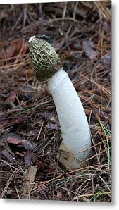 Attēlu rezultāti vaicājumam “Phallus impudicus”