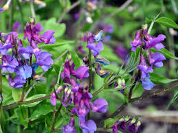 Attēlu rezultāti vaicājumam “Lathyrus vernus bud”