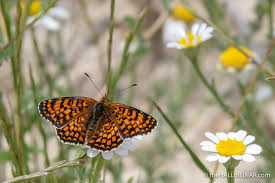 Attēlu rezultāti vaicājumam “Clossiana euphrosyne underside”