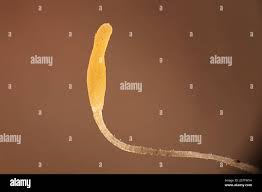 Attēlu rezultāti vaicājumam “Pistillaria sp.”