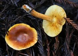 Attēlu rezultāti vaicājumam “Gymnopilus sapineus”