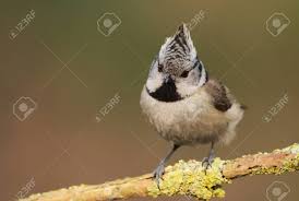 Attēlu rezultāti vaicājumam “Lophophanes cristatus”