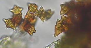 Attēlu rezultāti vaicājumam “Didymodon tophaceus sporophyte”