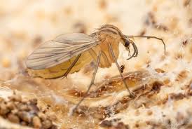 Attēlu rezultāti vaicājumam “Nematocera”