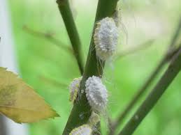 Attēlu rezultāti vaicājumam “Trichia scabra sessile”