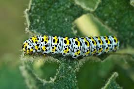 Attēlu rezultāti vaicājumam “Shargacucullia scrophulariae larva”