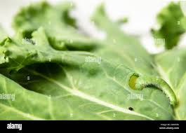 Attēlu rezultāti vaicājumam “Pieris rapae larva”