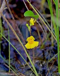 Attēlu rezultāti vaicājumam “Utricularia intermedia flower”