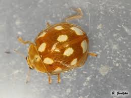 Attēlu rezultāti vaicājumam “Calvia decemguttata”