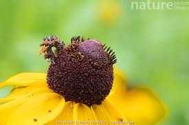 Attēlu rezultāti vaicājumam “Comatricha ellae macro”