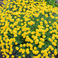 Attēlu rezultāti vaicājumam “Anthemis tinctoria”