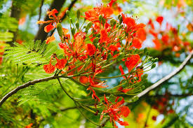 Attēlu rezultāti vaicājumam “Leguminosae”