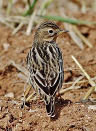 Image result for Anthus cervinus