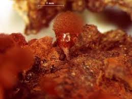 Attēlu rezultāti vaicājumam “Arcyria helvetica macro”