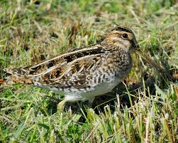 Image result for Gallinago delicata