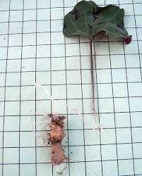 Attēlu rezultāti vaicājumam “Cardamine bulbifera leaf”