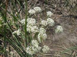 Attēlu rezultāti vaicājumam “Peucedanum oreoselinum leaf”
