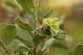 Attēlu rezultāti vaicājumam “Rhabdophaga rosaria”