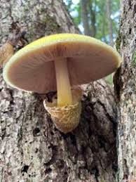 Attēlu rezultāti vaicājumam “Volvariella bombycina”