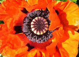 Image result for Papaver somniferum
