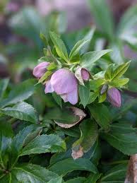 Image result for Nieswurz