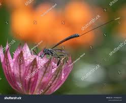 Attēlu rezultāti vaicājumam “Gasteruption jaculator imago”