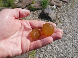 Attēlu rezultāti vaicājumam “Nostoc pruniforme”