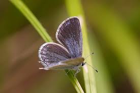 Attēlu rezultāti vaicājumam “Everes argiades female”