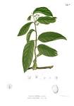 File:<b>Salacia</b> prinoides