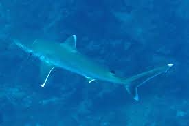 Image result for Carcharhinus albimarginatus