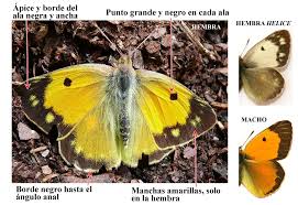 Attēlu rezultāti vaicājumam “Colias croceus”