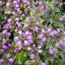 Attēlu rezultāti vaicājumam “Lamium”