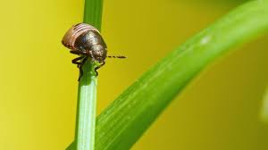 Attēlu rezultāti vaicājumam “Eurygaster testudinaria imago”