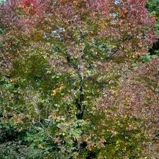 Attēlu rezultāti vaicājumam “Fraxinus pennsylvanica male flower”