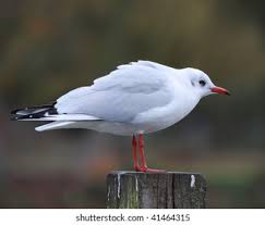 Attēlu rezultāti vaicājumam “Larus ridibundus”