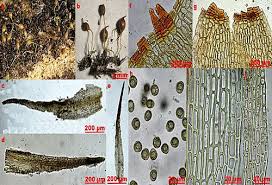 Attēlu rezultāti vaicājumam “Seligeria campylopoda sporophyte”