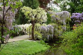 Image result for Arboretum Trompenburg