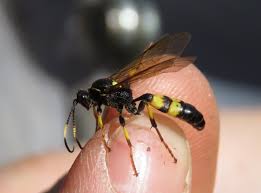 Attēlu rezultāti vaicājumam “Diphyus latebricola”