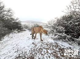 Image result for snow africa
